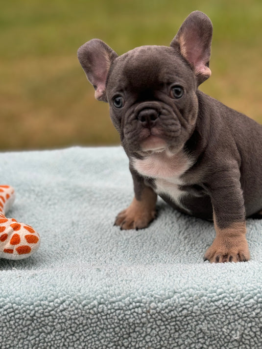 Puppy Deposit Romeo