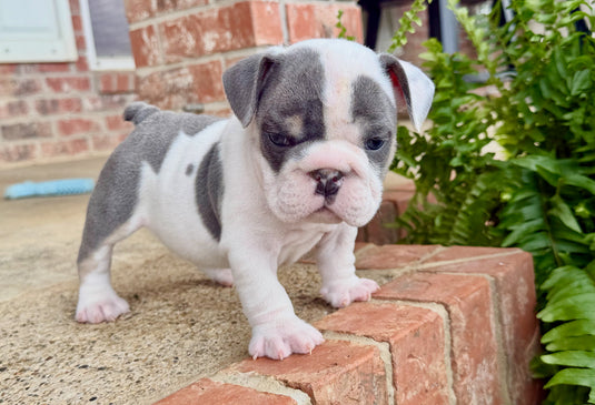 Puppy Deposit