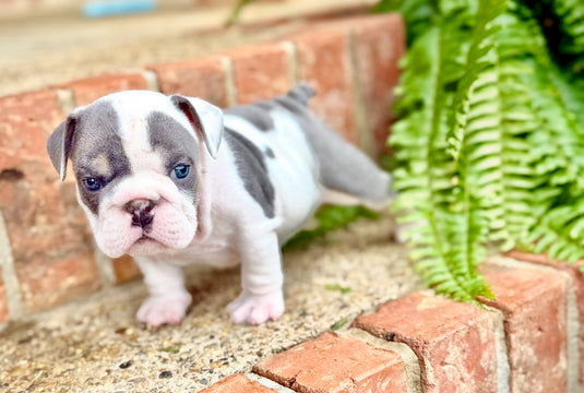 Puppy Deposit