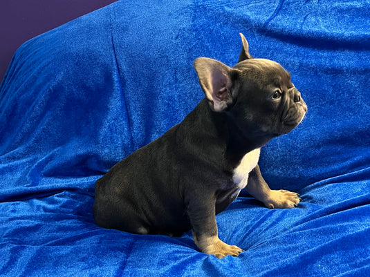 Puppy Deposit Romeo