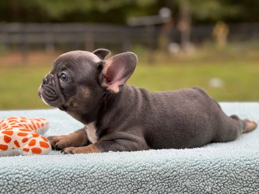 Puppy Deposit Romeo