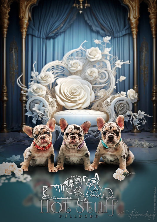 Deposit For French Bulldog Puppy