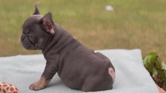 Puppy Deposit Romeo