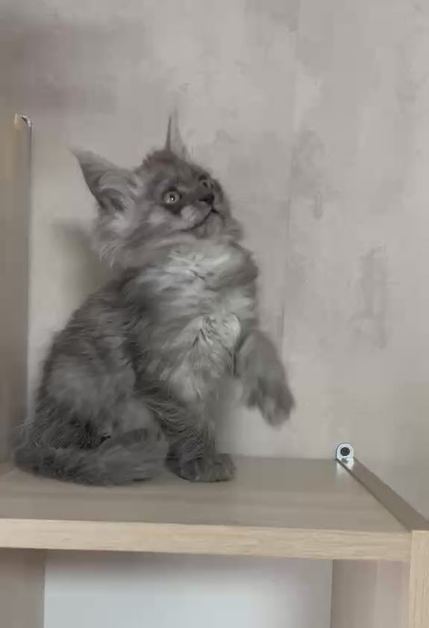 Maine Coon Kitten Deposit